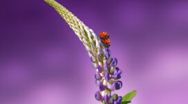 Ladybird Lavender Ladybug 5K5019613755 272x150 - Ladybird Lavender Ladybug 5K - Lavender, Ladybug, Ladybird